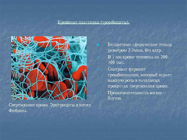 Кровяные пластинки (тромбоциты). n 1. 2. 3. Свертывание крови. Эритроциты в нитях Фибрина. Бесцветные