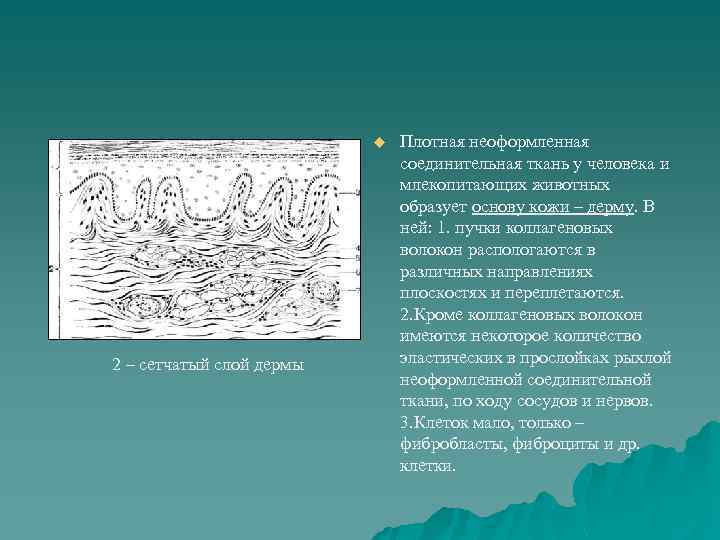 u 2 – сетчатый слой дермы Плотная неоформленная соединительная ткань у человека и млекопитающих