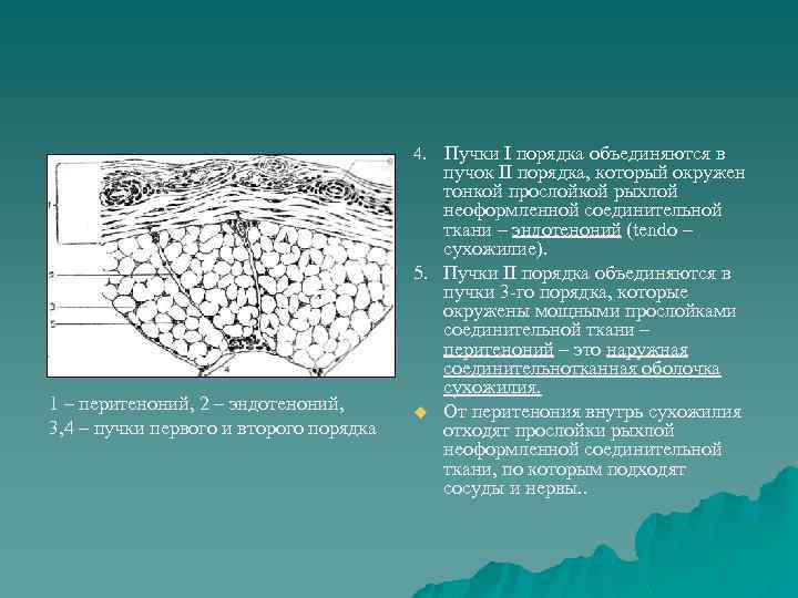 Ткань 1 соединительная. Плотная соединительная ткань поперечный срез. Плотная оформленная соединительная ткань поперечный срез сухожилия. Пучки 2 порядка плотная оформленная соединительная ткань. Пучки коллагеновых волокон первого порядка.