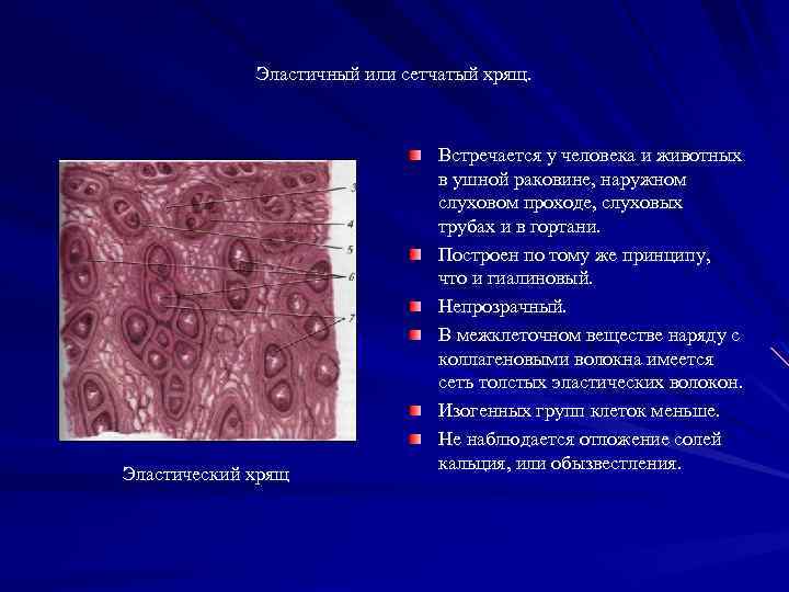 Строение эластического волокна