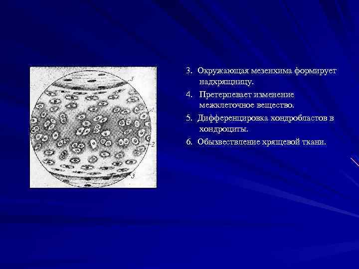 3. Окружающая мезенхима формирует надхрящницу. 4. Претерпевает изменение межклеточное вещество. 5. Дифференцировка хондробластов в