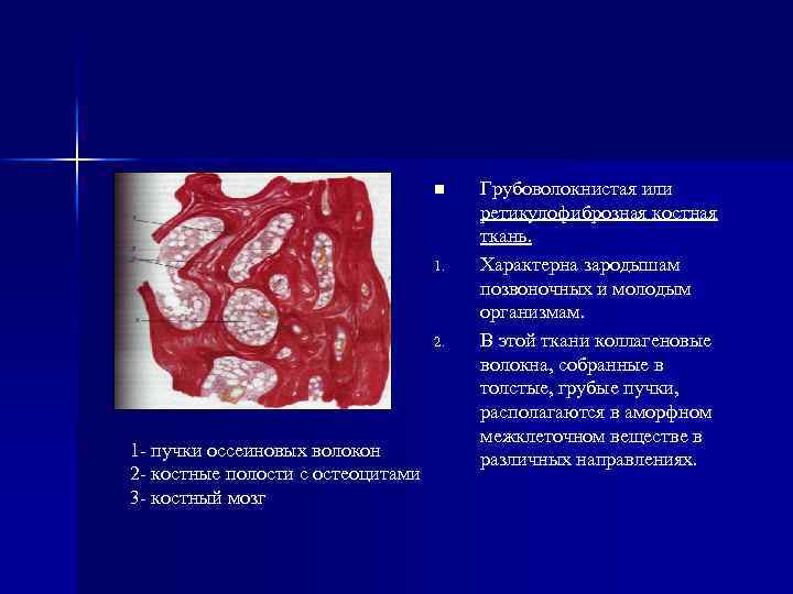 n 1. 2. 1 - пучки оссеиновых волокон 2 - костные полости с остеоцитами