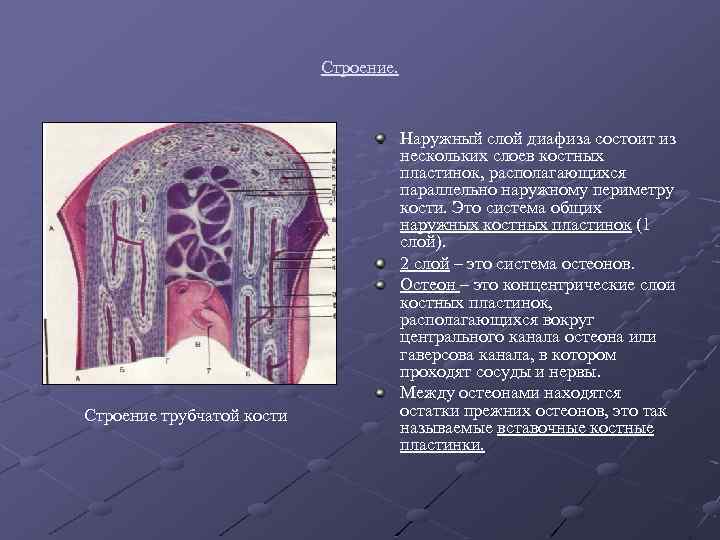 Строение. Строение трубчатой кости Наружный слой диафиза состоит из нескольких слоев костных пластинок, располагающихся