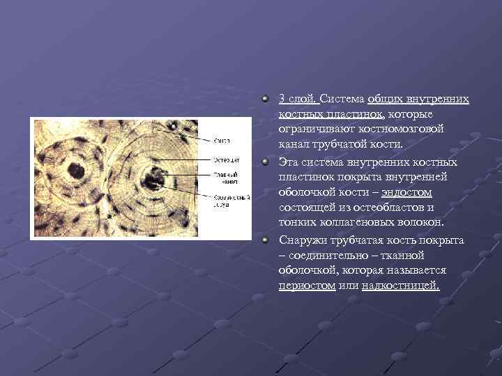 3 слой. Система общих внутренних костных пластинок, которые ограничивают костномозговой канал трубчатой кости. Эта