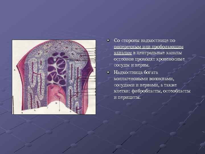 Костные пластинки