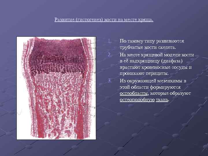 Развитие (гистогенез) кости на месте хряща. 1. 2. 3. По такому типу развиваются трубчатые