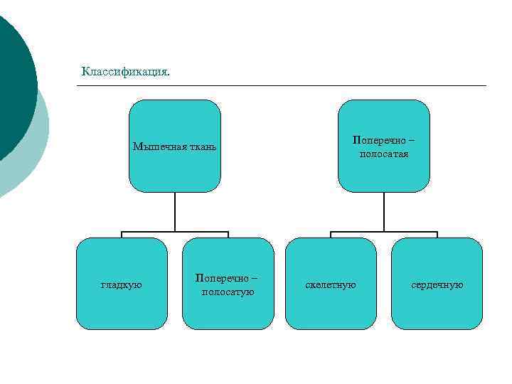 Классификация. Мышечная ткань гладкую Поперечно – полосатая скелетную сердечную 