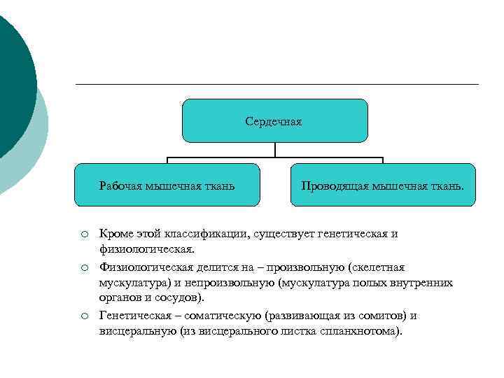 Сердечная Рабочая мышечная ткань ¡ ¡ ¡ Проводящая мышечная ткань. Кроме этой классификации, существует