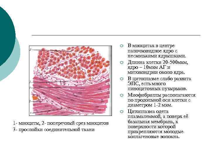 Состоят из многоядерных веретеновидных клеток