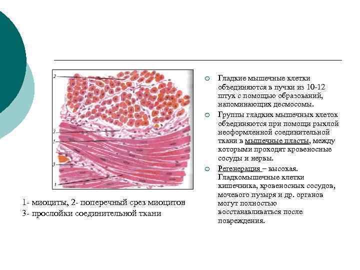 Как называется клетка мышечной ткани. Строение миоцитов в гладкой мышечной ткани. Гладкая мышечная ткань поперечный срез гладких миоцитов. Препарат – гладкая мышечная ткань (окраска гем./эозином). Соединительнотканные прослойки в мышце и их локализация.