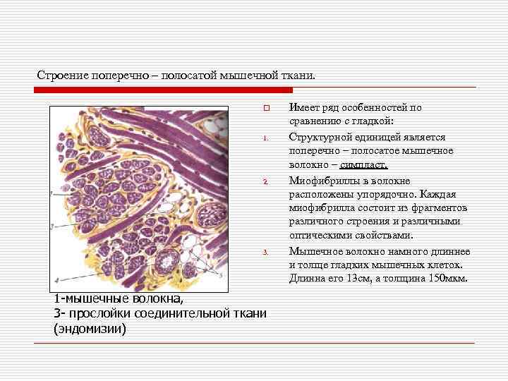 Строение поперечно – полосатой мышечной ткани. o 1. 2. 3. 1 -мышечные волокна, 3