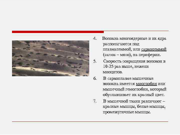 4. 5. 6. 7. Волокна многоядерные и их ядра располагаются под плазмалеммой, или сарколеммой