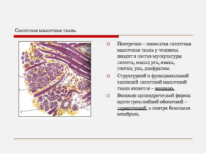 Скелетная мышечная ткань. o o o Поперечно – полосатая скелетная мышечная ткань у человека