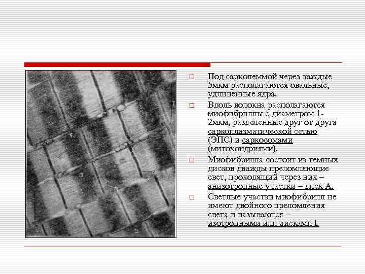 o o Под сарколеммой через каждые 5 мкм располагаются овальные, удлиненные ядра. Вдоль волокна