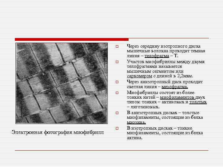 o o o Электронная фотография миофибрилл o Через середину изотропного диска мышечные волокна проходит