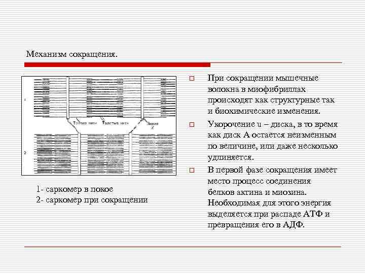 Механизм сокращения. o o o 1 - саркомер в покое 2 - саркомер при