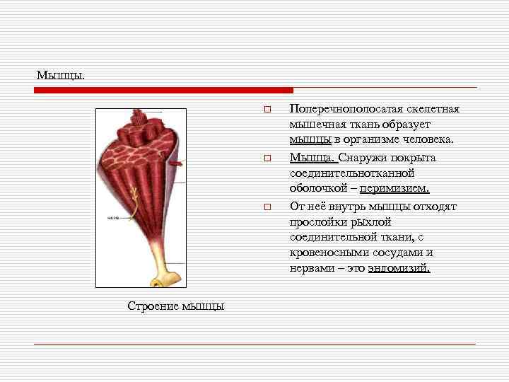 Мышцы. o o o Строение мышцы Поперечнополосатая скелетная мышечная ткань образует мышцы в организме