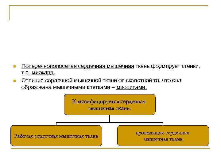 n n Поперечнополосатая сердечная мышечная ткань формирует стенки, т. е. миокард. Отличие сердечной мышечной