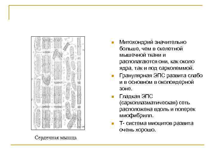n n Сердечная мышца Митохондрий значительно больше, чем в скелетной мышечной ткани и располагаются
