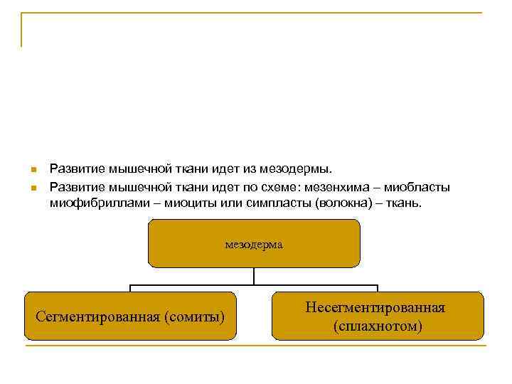 n n Развитие мышечной ткани идет из мезодермы. Развитие мышечной ткани идет по схеме: