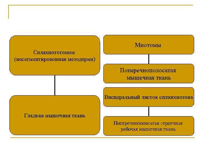 Миотомы Сплахнототомом (несегментировонная мезодерма) Поперечнополосатая мышечная ткань Висцеральный листок спланхнотона Гладкая мышечная ткань Поперечнополосатая