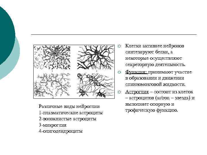 ¡ ¡ ¡ Различные виды нейроглии 1 -плазматические астроциты 2 -волокнистые астроциты 3 -микроглия