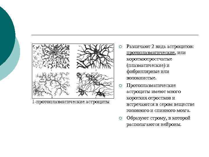 ¡ ¡ 1 -протоплазматические астроциты ¡ Различают 2 вида астроцитов: протоплазматические, или короткоотростчатые (плазматические)