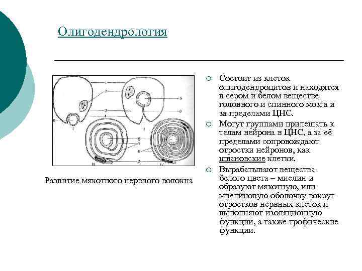 Олигодендрология ¡ ¡ ¡ Развитие мякотного нервного волокна Состоит из клеток олигодендроцитов и находятся