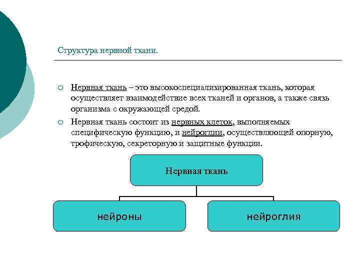 Структура нервной ткани. ¡ ¡ Нервная ткань – это высокоспециализированная ткань, которая осуществляет взаимодействие