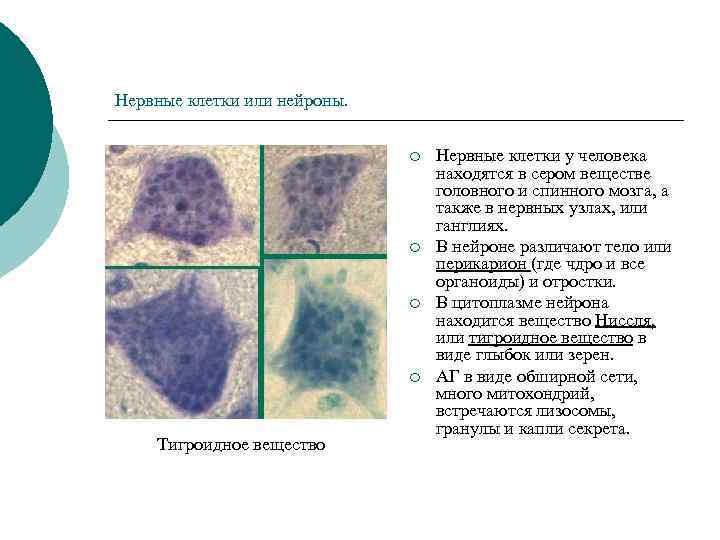 Вещество нервной ткани