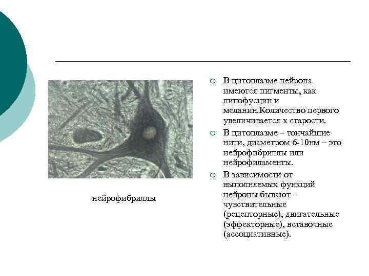 ¡ ¡ ¡ нейрофибриллы В цитоплазме нейрона имеются пигменты, как липофусцин и меланин. Количество