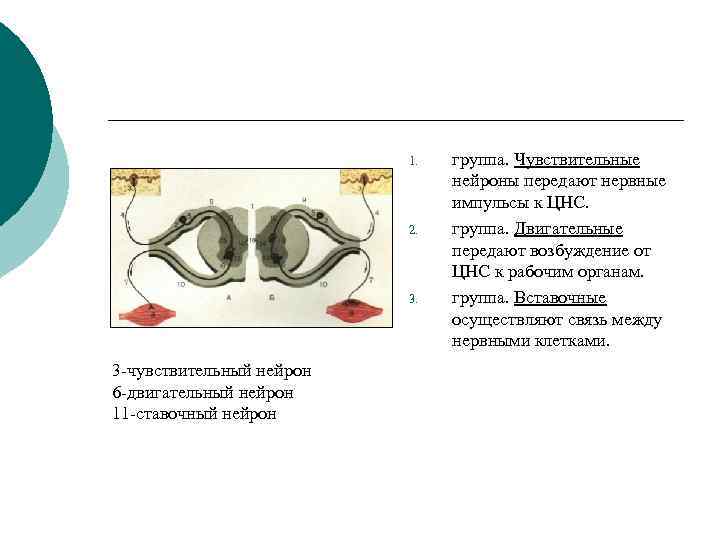 1. 2. 3 -чувствительный нейрон 6 -двигательный нейрон 11 -ставочный нейрон группа. Чувствительные нейроны