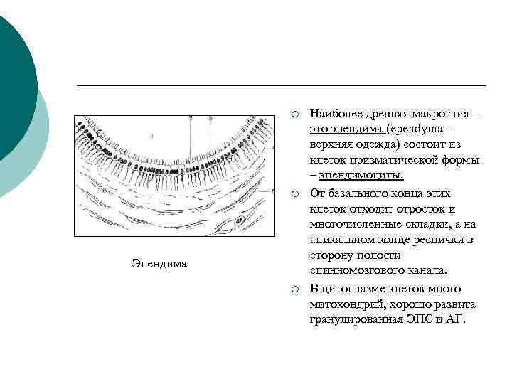 ¡ ¡ Эпендима ¡ Наиболее древняя макроглия – это эпендима (ependyma – верхняя одежда)