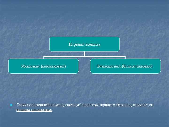 Нервные волокна Мякотные (миелиновые) n Безмякотные (безмиелиновые) Отросток нервной клетки, лежащий в центре нервного