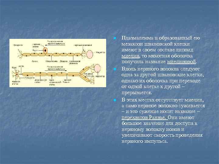 n n n Плазмалемма и образованный ею мезаксон швановской клетки имеют в своем составе