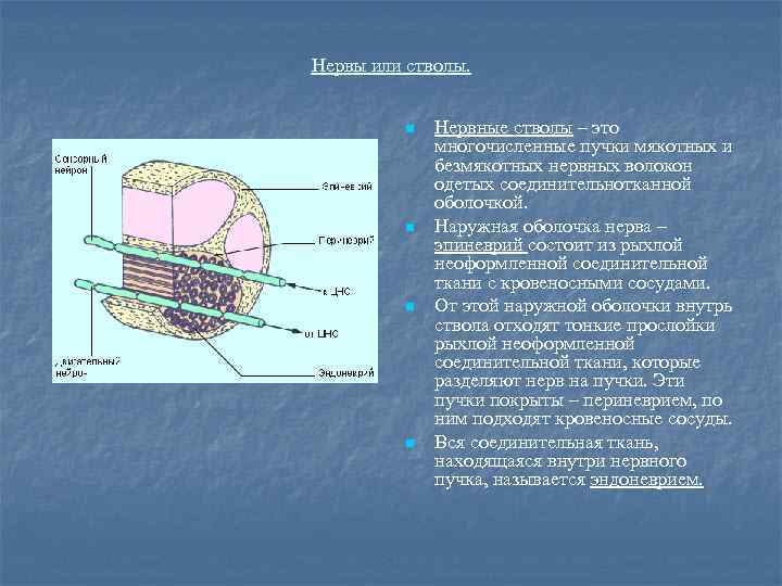 Нервы или стволы. n n Нервные стволы – это многочисленные пучки мякотных и безмякотных