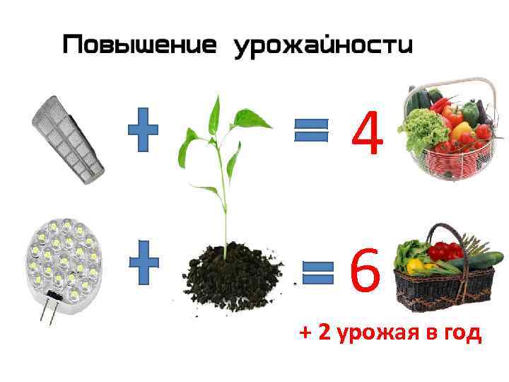4 6 + 2 урожая в год 