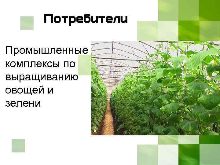 Промышленные комплексы по выращиванию овощей и зелени 