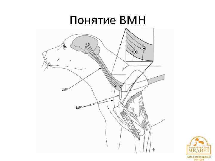 Понятие ВМН 
