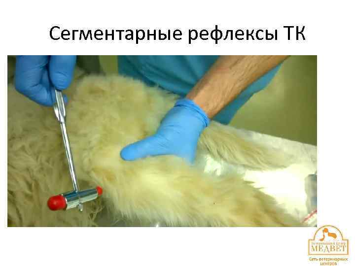 Сегментарные рефлексы ТК 