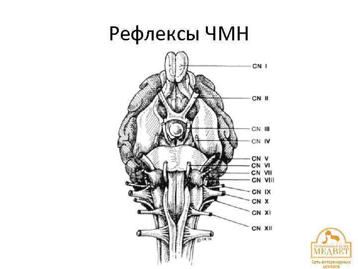 Рефлексы ЧМН 