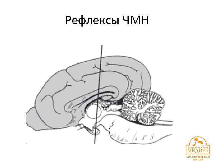 Рефлексы ЧМН 