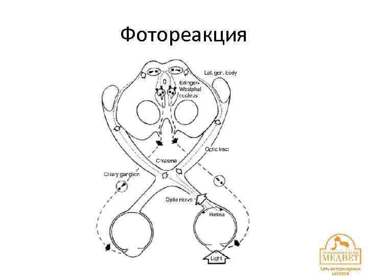 Фотореакция 