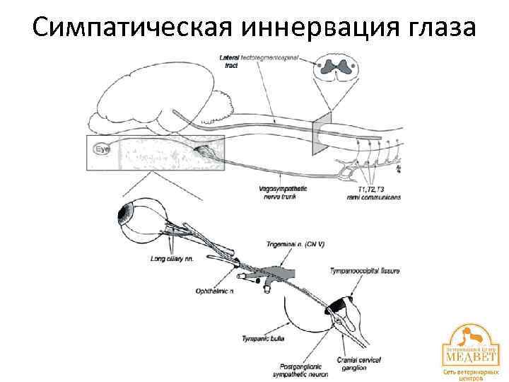 Симпатическая иннервация глаза 