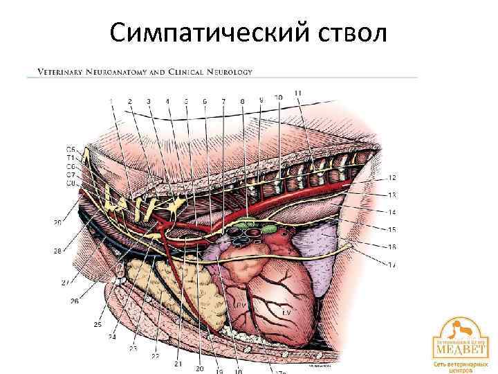 Симпатический ствол 