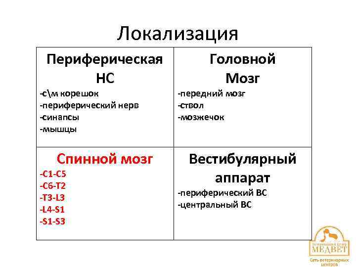 Локализация Периферическая НС -см корешок -периферический нерв -синапсы -мышцы Спинной мозг -С 1 -С