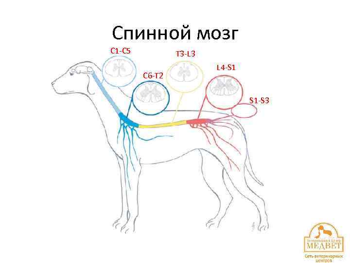 Спинной мозг С 1 -С 5 Т 3 -L 3 С 6 -Т 2