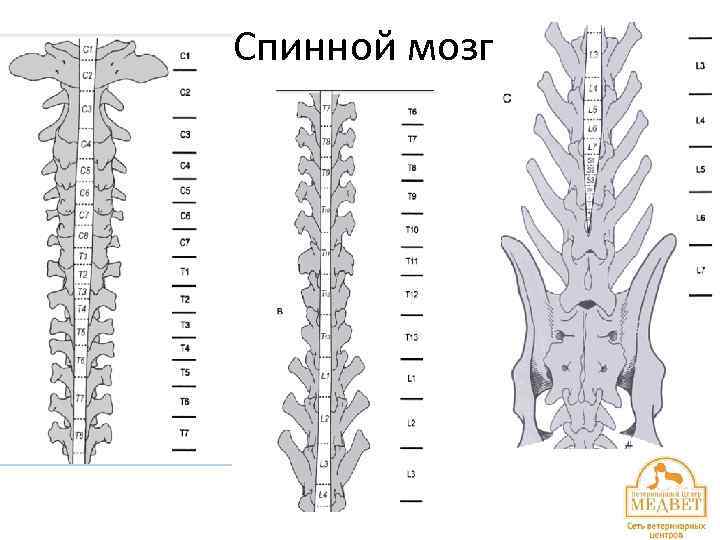 Спинной мозг 