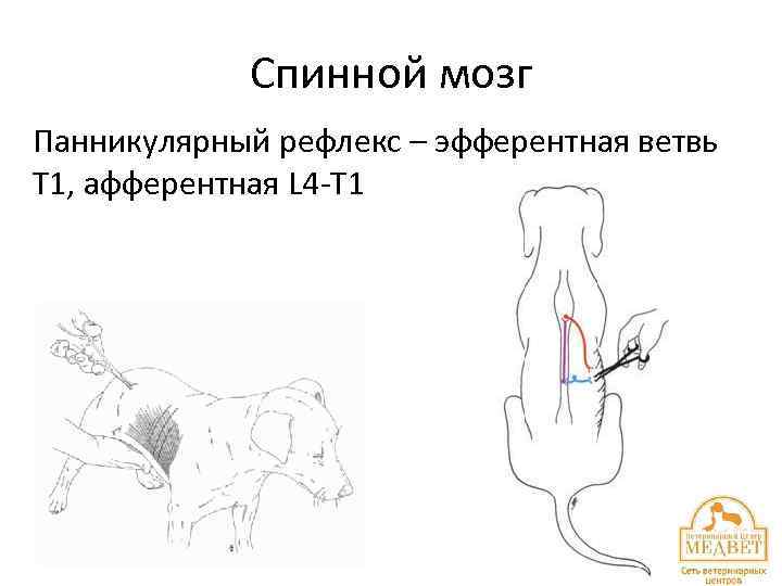 Спинной мозг Панникулярный рефлекс – эфферентная ветвь Т 1, афферентная L 4 -T 1