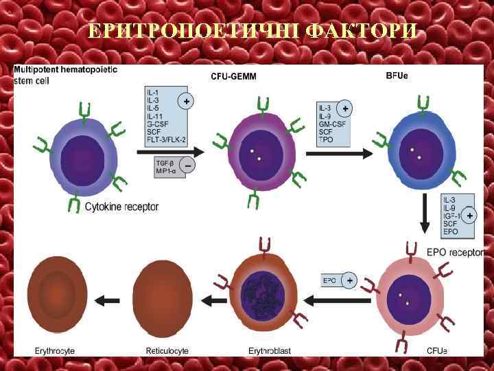 ЕРИТРОПОЕТИЧНІ ФАКТОРИ 